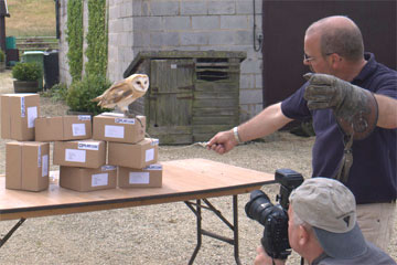 Filming an Owl